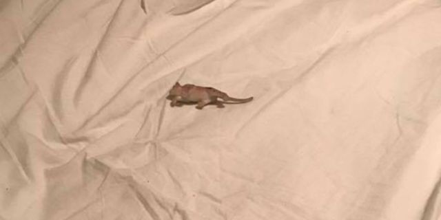 Mom Finds "Mouse" in Her Son's Bed and the Internet Can't Stop Laughing